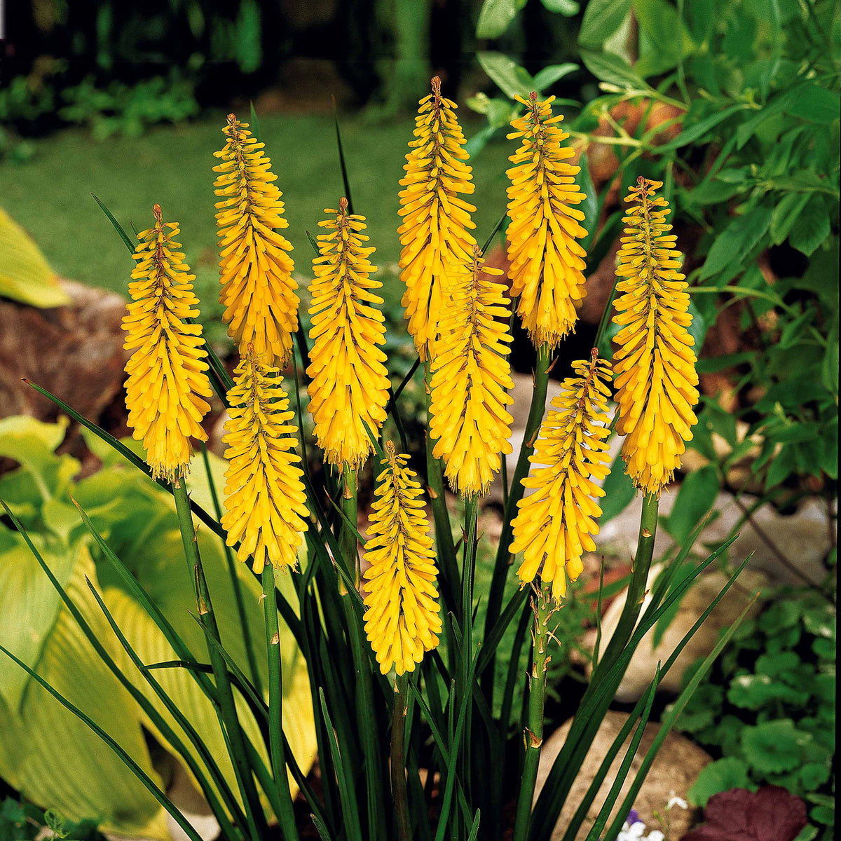 Vuurpijl 'Sunningdale Gold' (x3) - Kniphofia sunningdale gold - Willemse