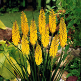 Vuurpijl 'Sunningdale Gold' (x3) - Kniphofia sunningdale gold - Willemse
