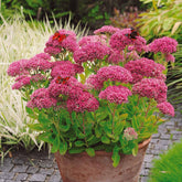 Roze hemelsleutel - Sedum spectabile - Willemse
