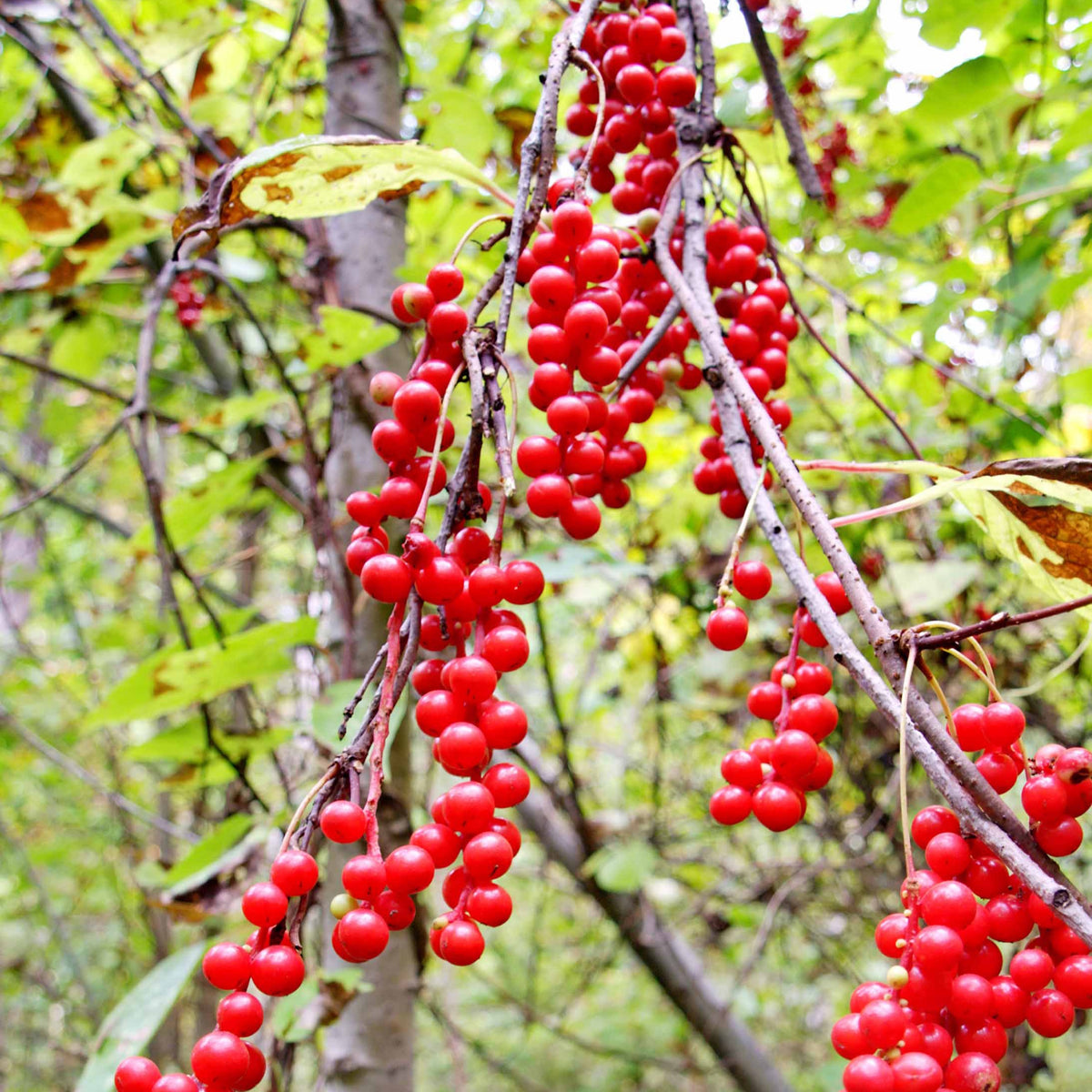 Schisandra chinensis - Vijf-smaken-bes - Andere fruitbomen en -struiken