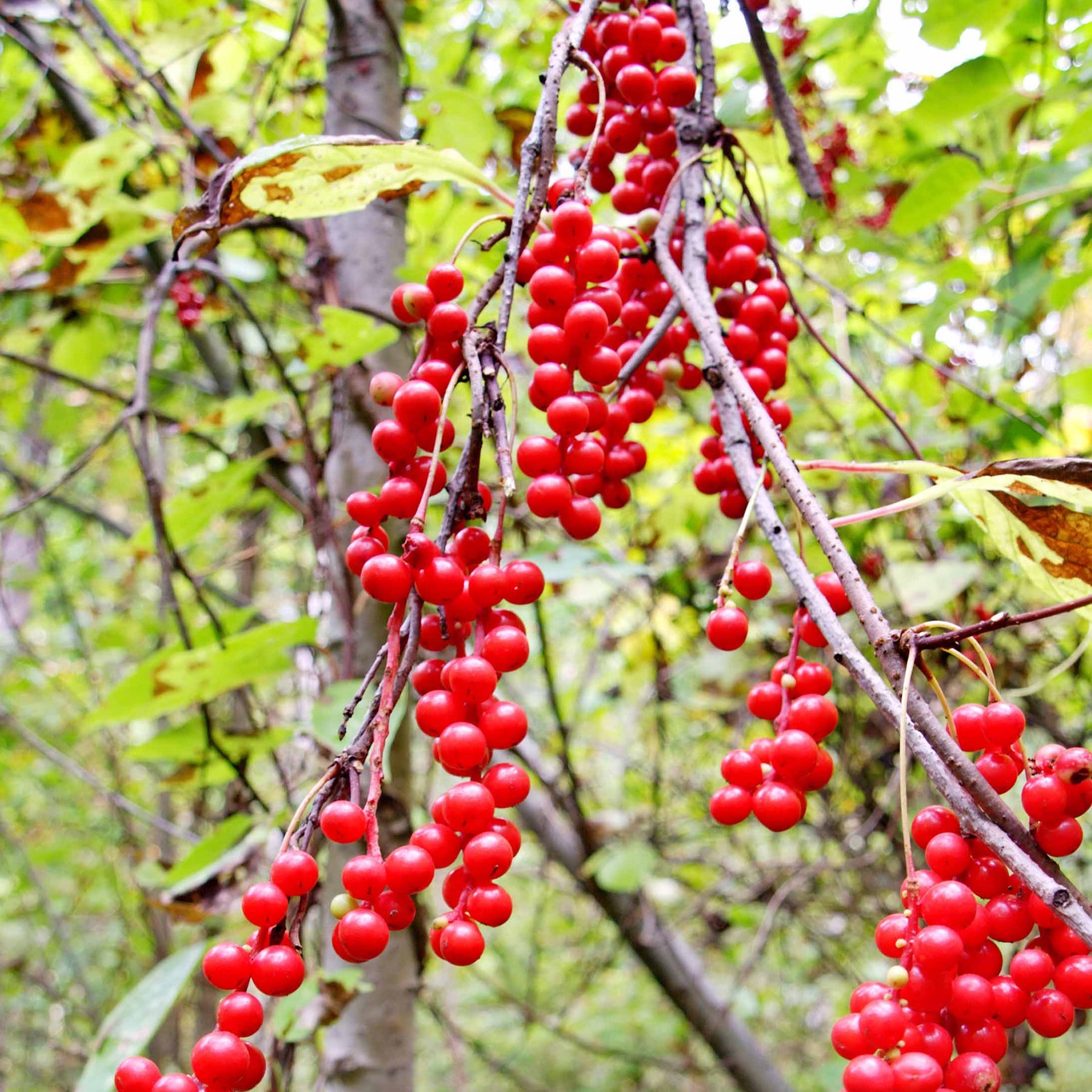 Schisandra chinensis - Vijf-smaken-bes - Andere fruitbomen en -struiken