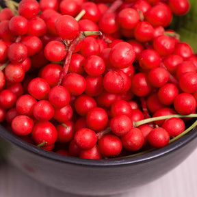 Vijf-smaken-bes - Schisandra chinensis - Willemse