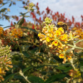 Vlinderstruik 'Sungold' - Willemse