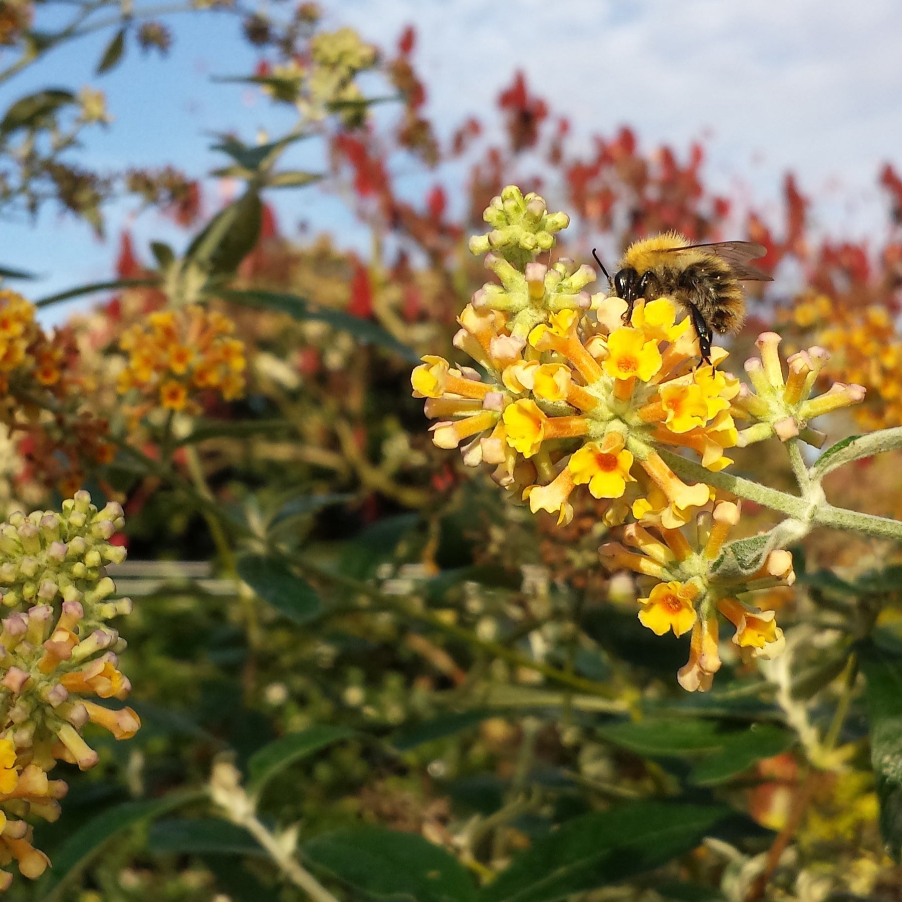 Vlinderstruik 'Sungold' - Willemse