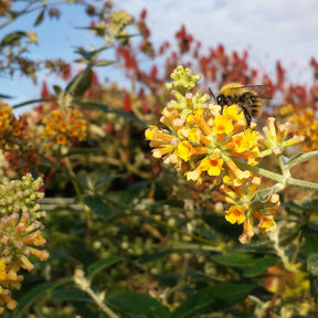 Vlinderstruik 'Sungold' - Willemse