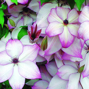 Clematis florida fond memories - Bosrank 'Fond Memories' - Clematis