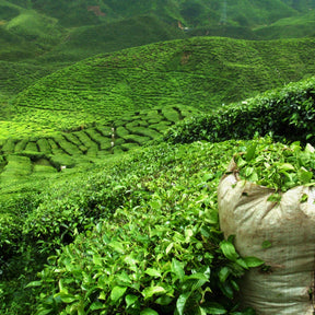 Camellia sinensis - Theeplant - Kamerplanten voor binnen