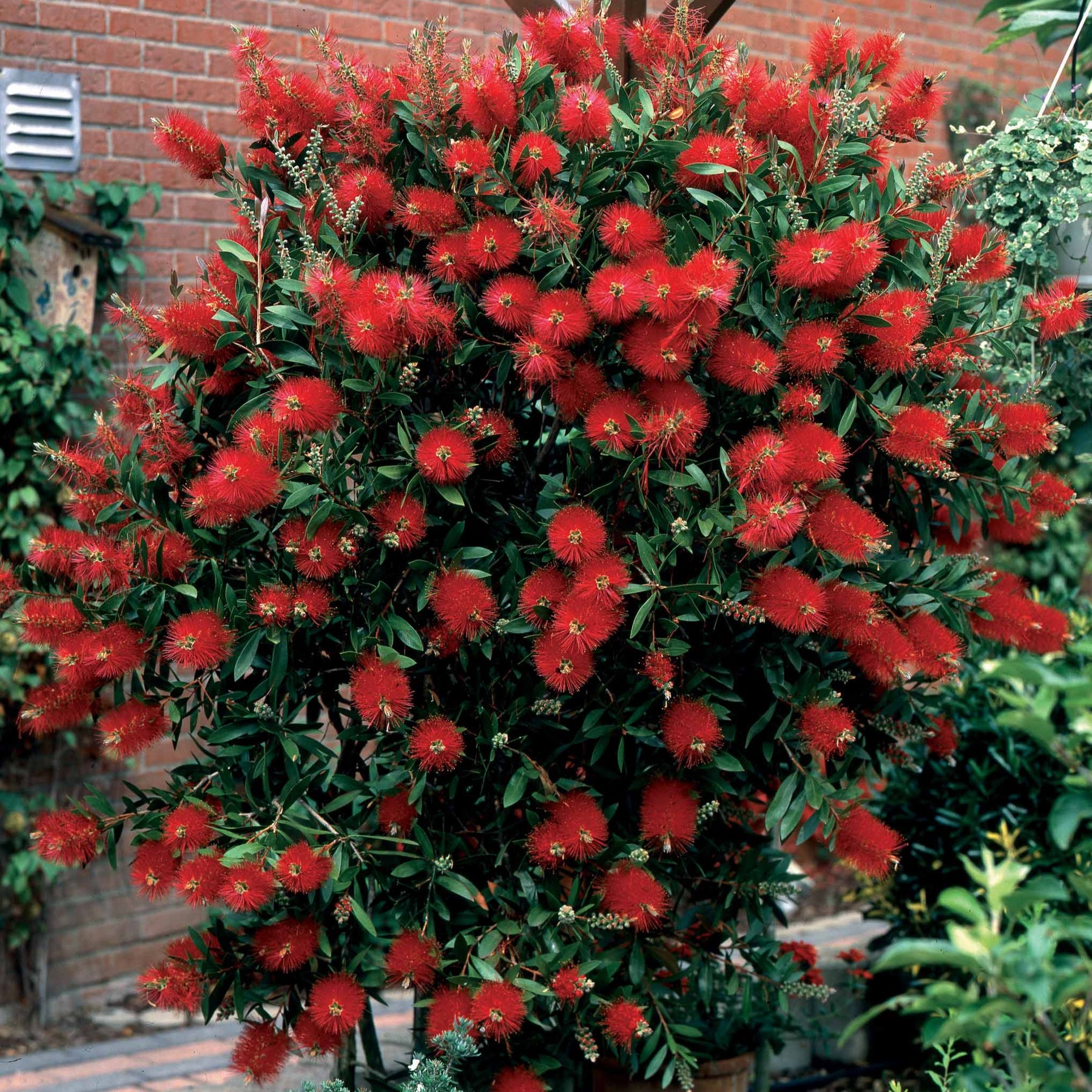 Bloeiende heesters - Lampepoetserplant - Callistemon laevis