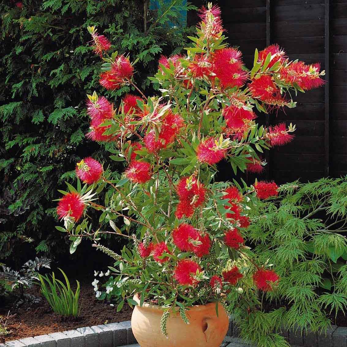 Callistemon laevis - Lampepoetserplant - Bloeiende heesters