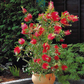 Callistemon laevis - Lampepoetserplant - Bloeiende heesters