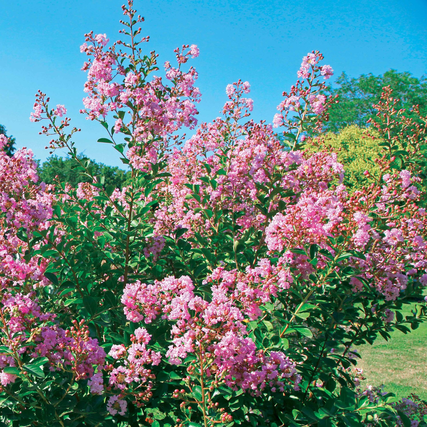 Indische sering - 'Petit Pink' - Willemse