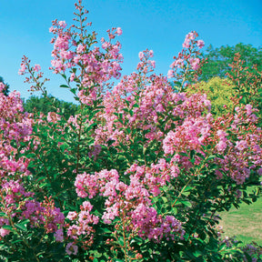 Indische sering - 'Petit Pink' - Willemse