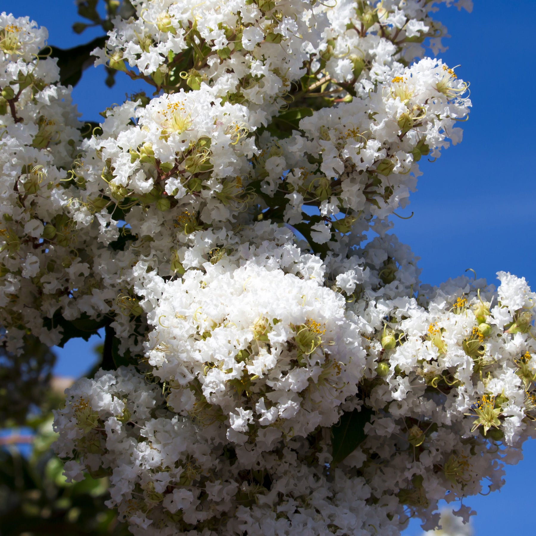 Indische sering - wit - Lagerstroemia indica Neige d'Été - Willemse