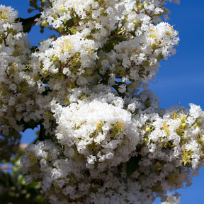 Indische sering - wit - Lagerstroemia indica Neige d'Été - Willemse