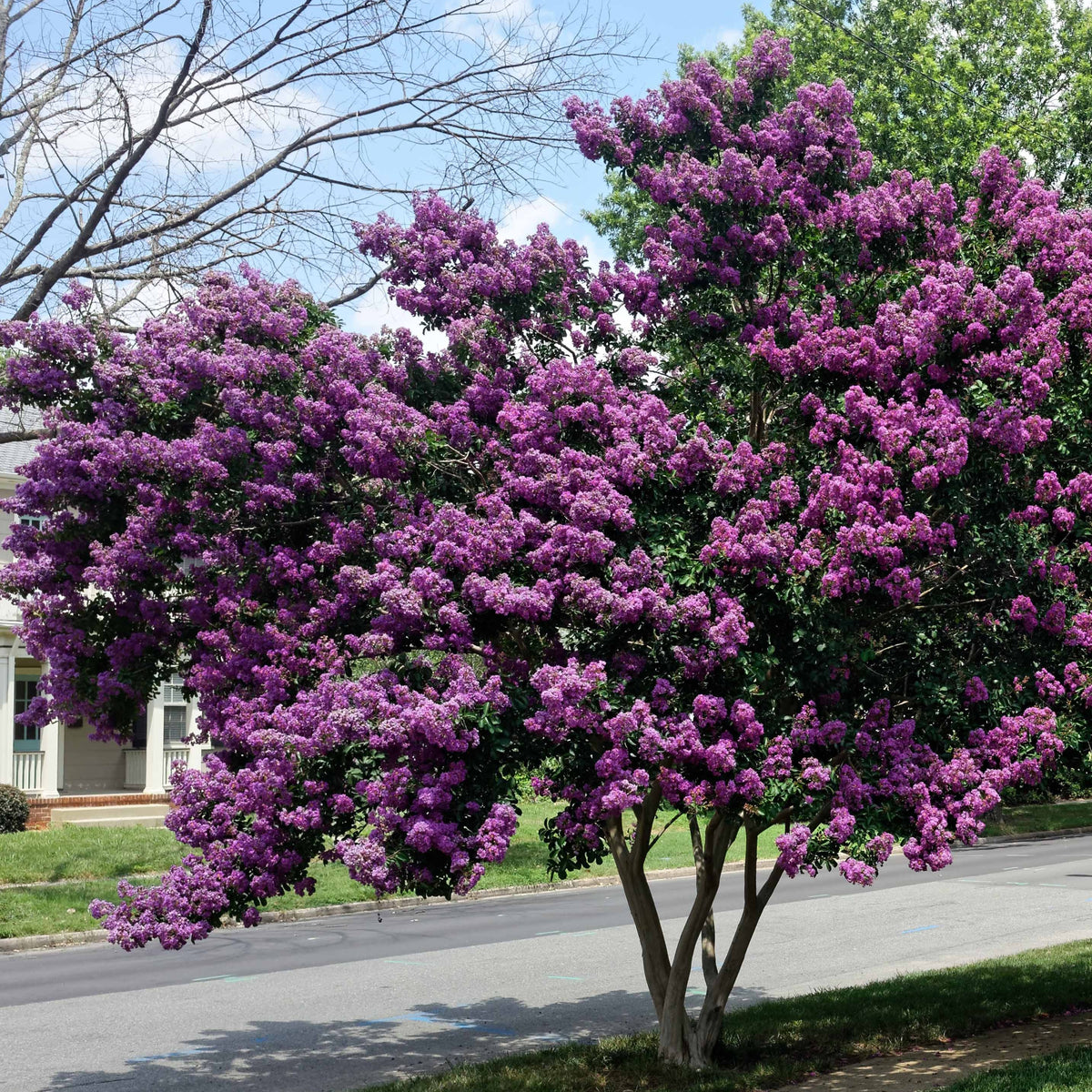 Indische sering - paars - Willemse