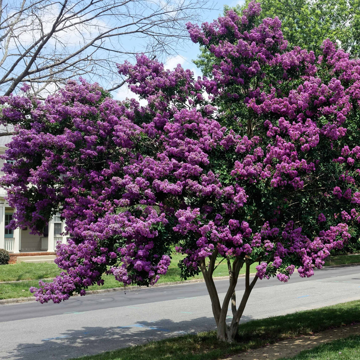 Lagerstroemia indica - Collectie Indische seringen: rood, paars, wit (x3) - Indische sering
