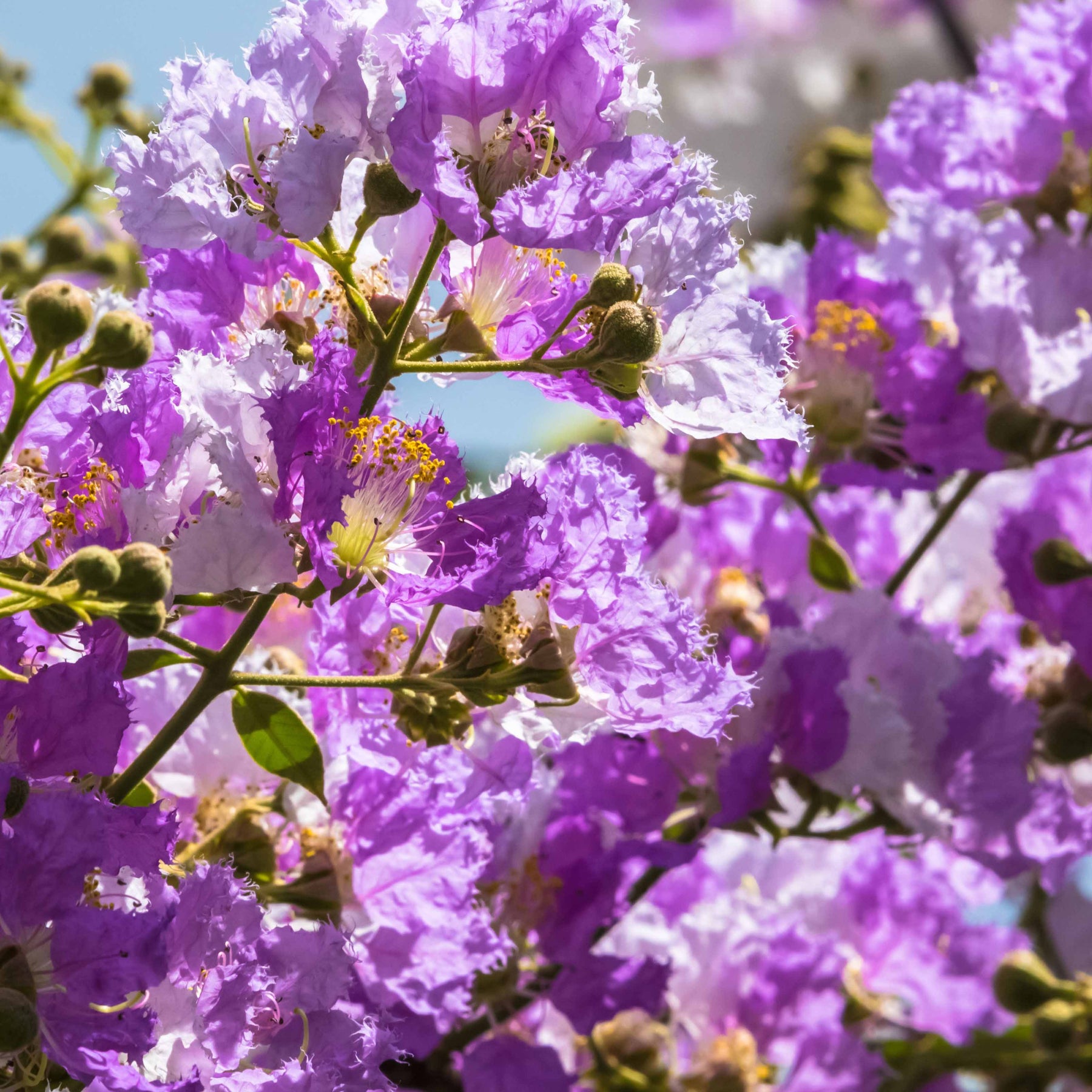 Lagerstroemia indica Lafayette - Indische sering - paars - Indische sering