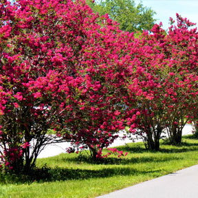 Collectie Indische seringen: rood, paars, wit (x3) - Lagerstroemia indica - Willemse