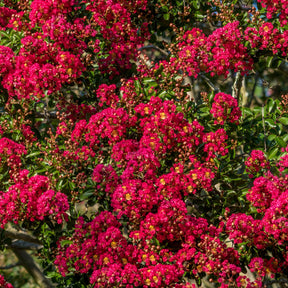 Lagerstroemia indica Red Imperator - Indische sering - rood - Heesters