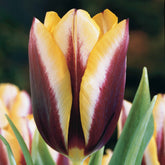 Tulpen 'Gavota' (x10) - Tulipa gavota - Willemse