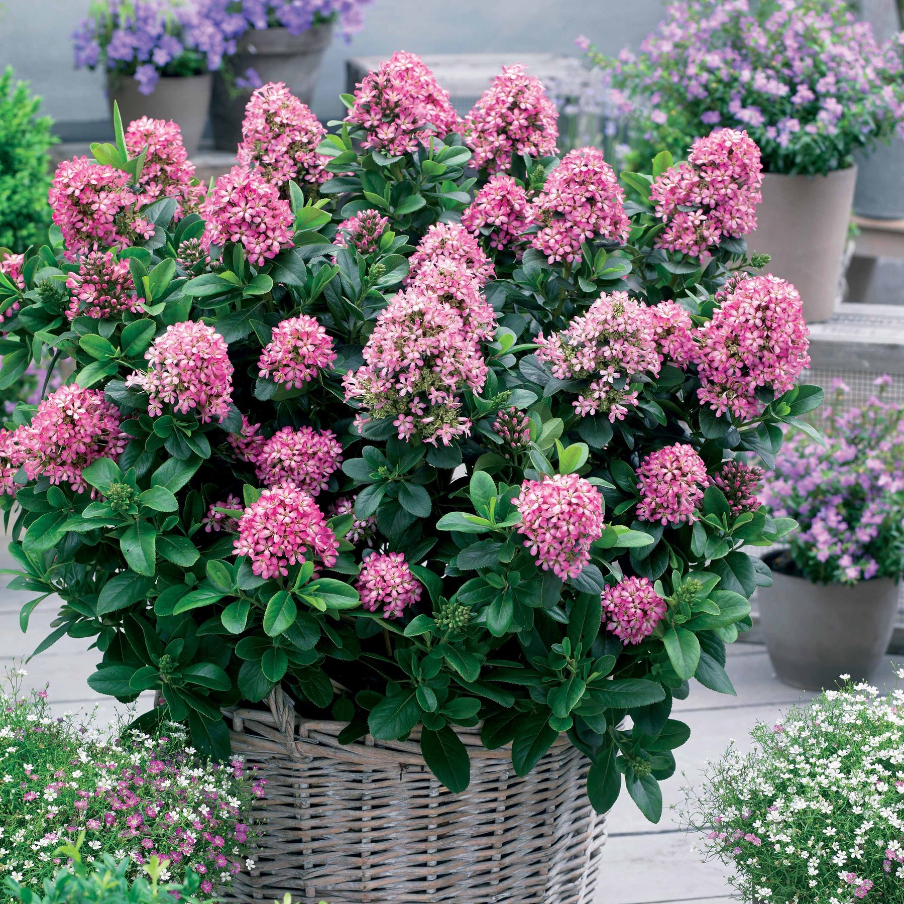 Escallonia 'Pink Elle' - Willemse