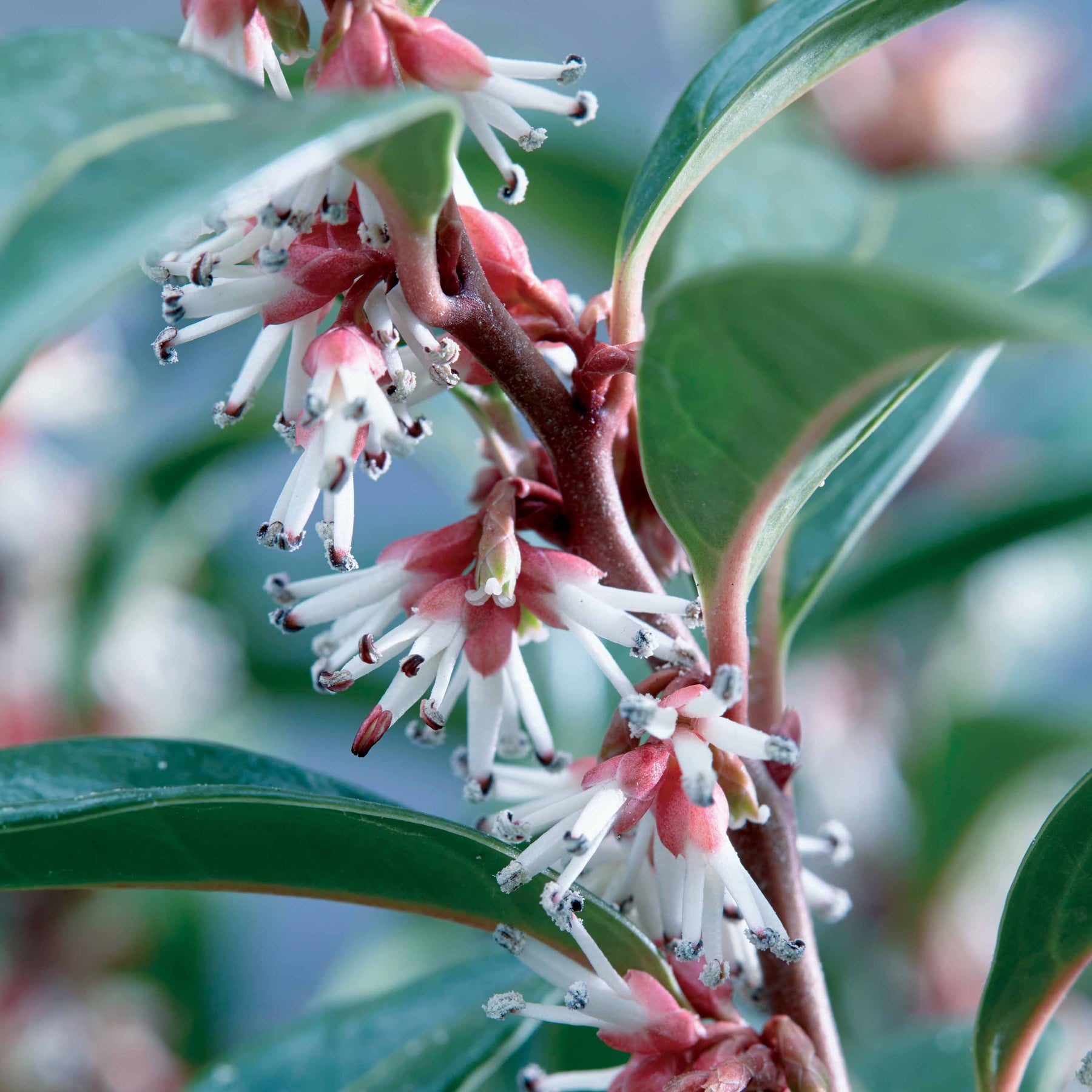 Vleesbes 'Winter Gem' - Sarcococca Winter Gem - Willemse