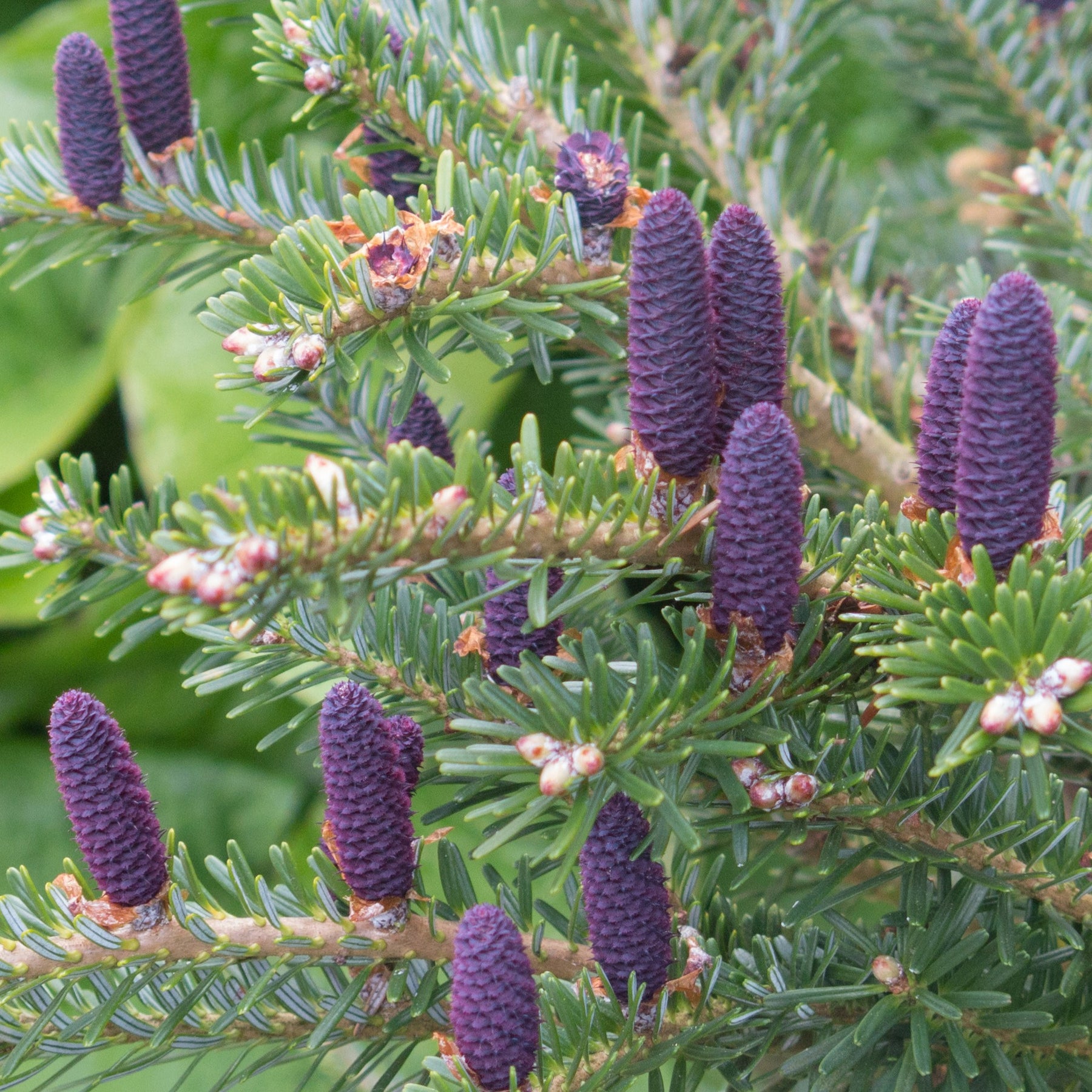 Coniferen - Koreaanse spar - Abies koreana