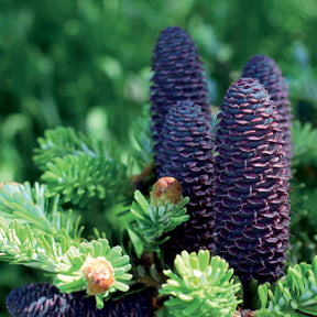 Abies koreana - Koreaanse spar - Coniferen