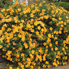 Heesters - Hertshooi 'Hidcote' - Hypericum hidcote