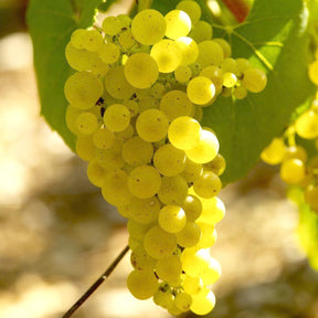 Druif 'Chardonnay' - Vitis vinifera chardonnay - Willemse