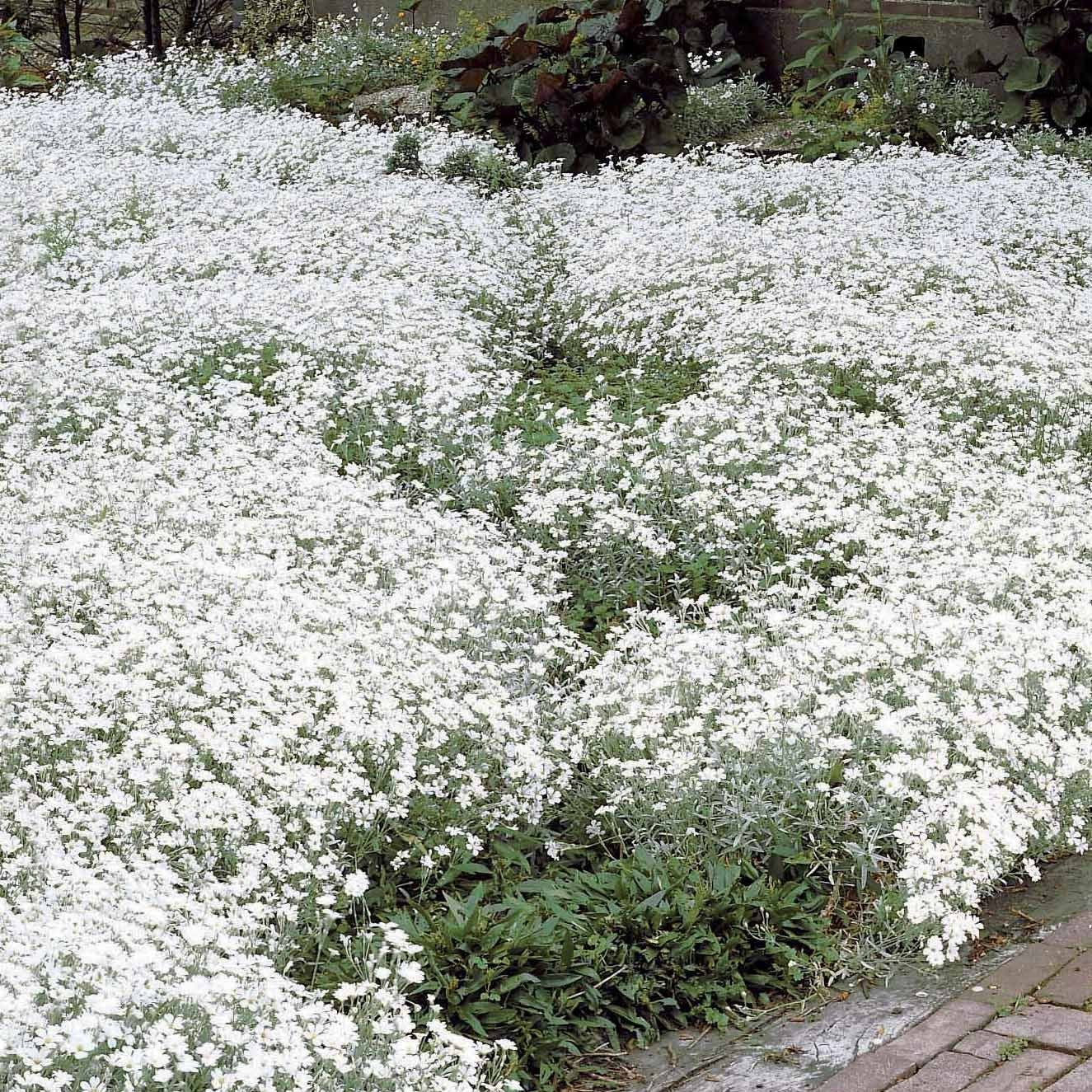 Vaste planten - Viltige hoornbloem (x3) - Cerastium tomentosum