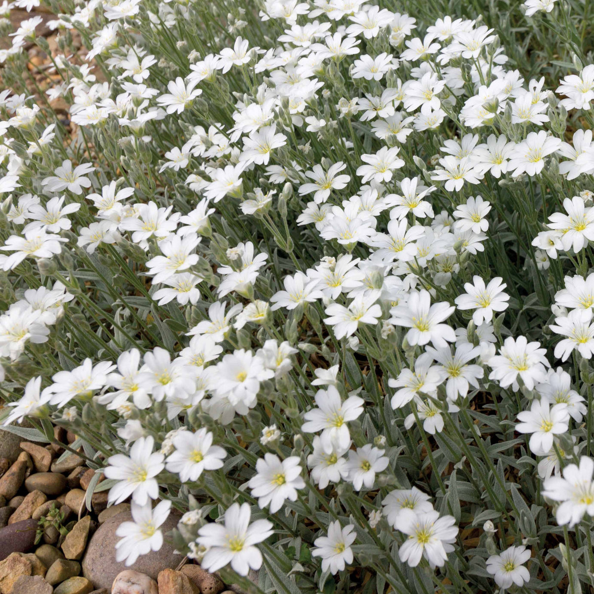 Cerastium tomentosum - Viltige hoornbloem (x3) - Vaste planten