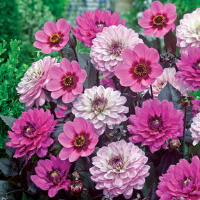 Dahlia Mix - paars-bladig (x6) - Willemse