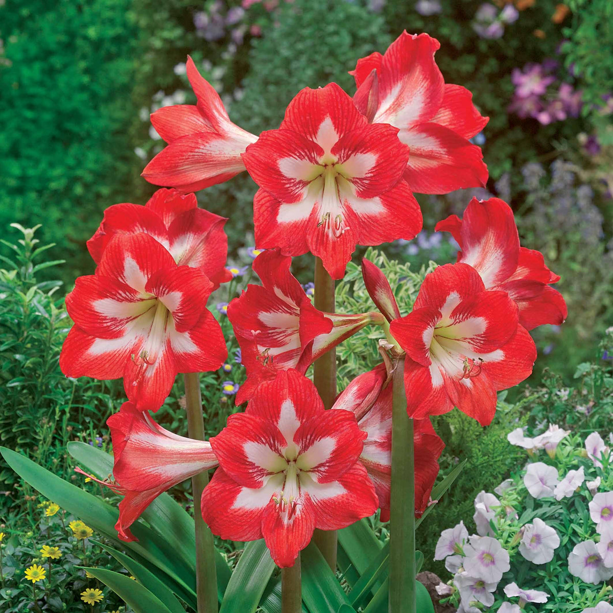 Amaryllis 'Eye Catcher' (x3) - Willemse