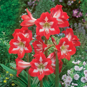 Amaryllis 'Eye Catcher' (x3) - Willemse