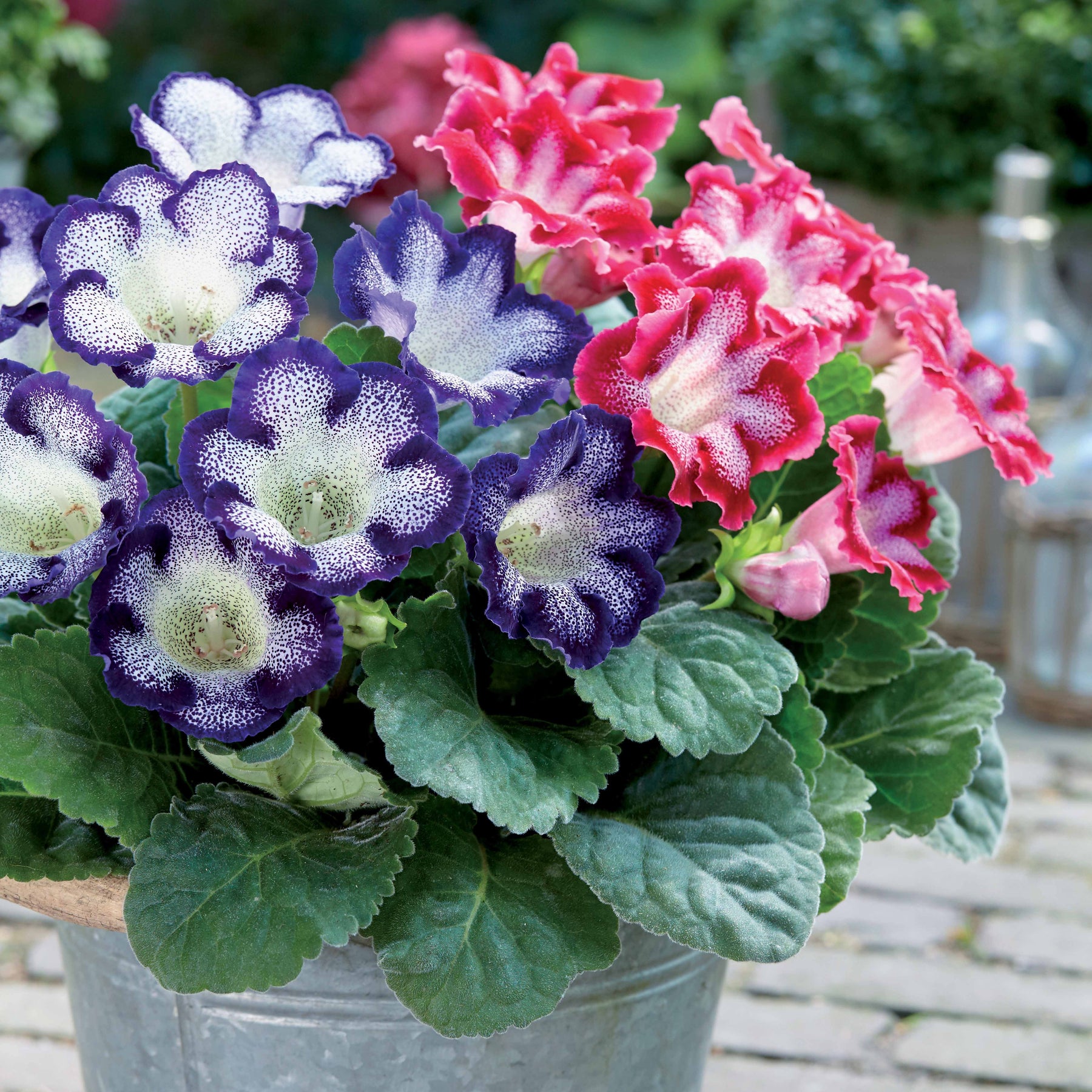 Gloxinia - gevlekt (x2) - Willemse