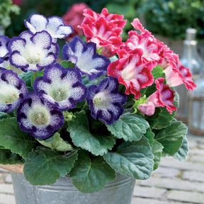 Gloxinia - gevlekt (x2) - Willemse