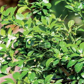 Vingerlimoen - Citrus australasica - Willemse