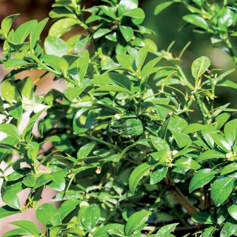 Vingerlimoen - Citrus australasica - Willemse