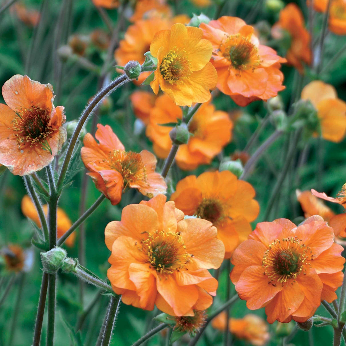 Geum Totally Tangerine - Nagelkruid Totally Tangerine - Geum