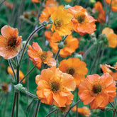 Geum Totally Tangerine - Nagelkruid Totally Tangerine - Geum