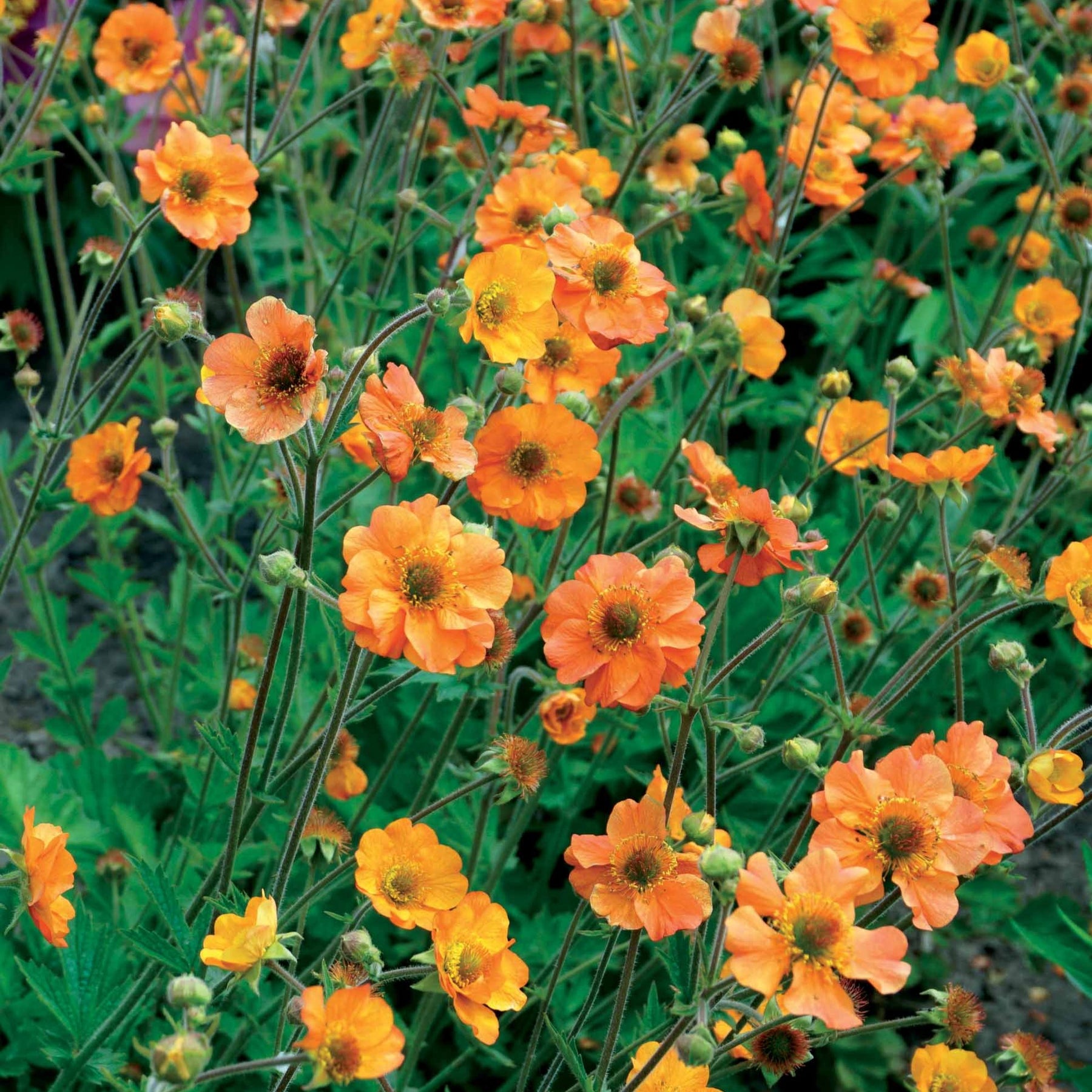 Nagelkruid Totally Tangerine - Geum Totally Tangerine - Willemse
