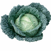 Savooiekool 'Capriccio F1' - Willemse