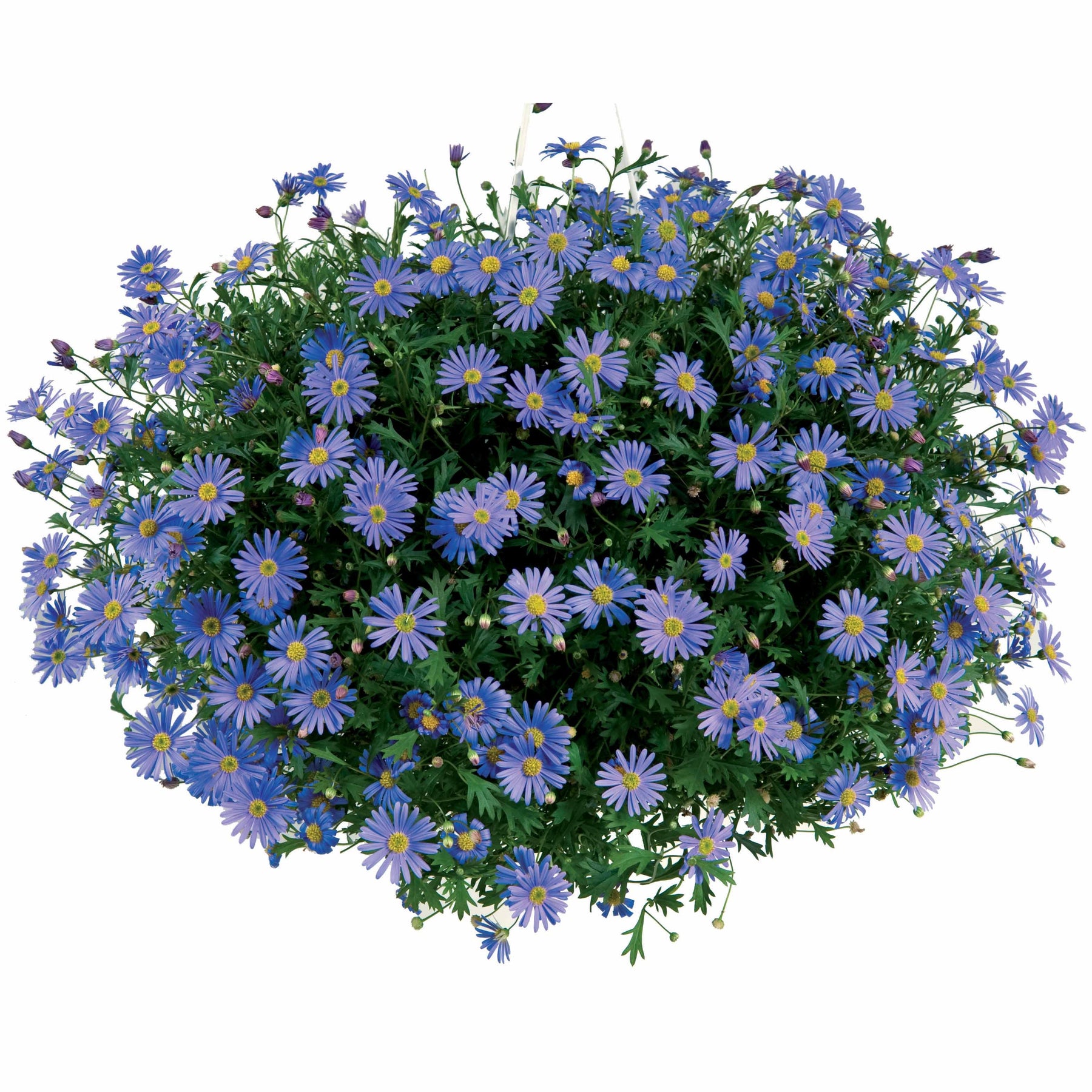 Balkon- en terrasbloemen - Brachycoma's - Brachyscome