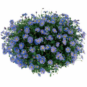 Balkon- en terrasbloemen - Brachycoma's - Brachyscome