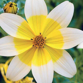 Gele bidens (x3) - Bidens ferulifolia taka tuka - Willemse