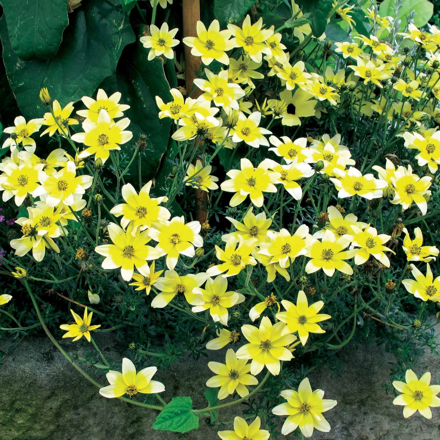 Gele bidens (x3) - Willemse