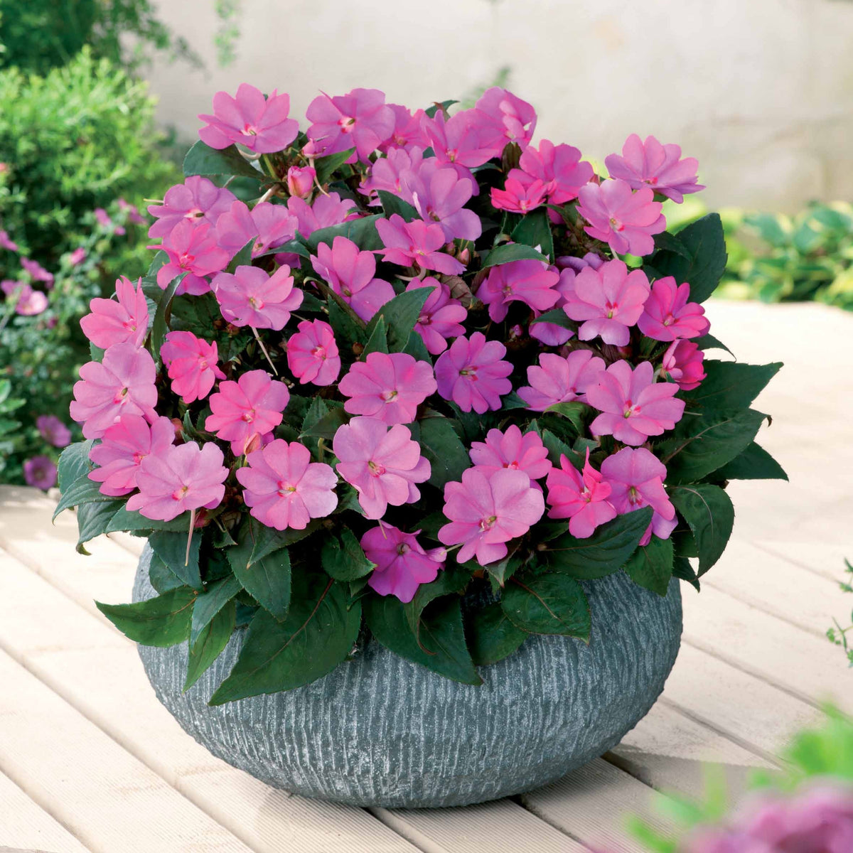 Sunpatiens Lila roze (x3) - Willemse