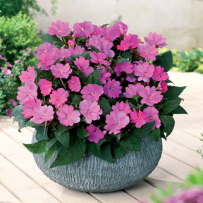 Sunpatiens Lila roze (x3) - Willemse