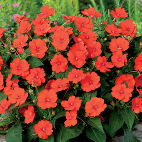 Oranje zonneplanten (x3) - Willemse